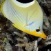 butterflyfish_saddled_ni_v_0150_pal0276.jpg